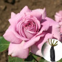 Троянда Charles De Gaulle