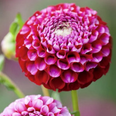 Жоржина Chick A Dee US