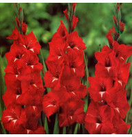 Гладіолус Chinon