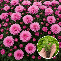 Хризантема касетна Paris Pink 1 шт