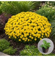 Хризантема касетна Baria Yellow 1 шт