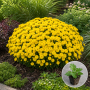 Хризантема касетна Baria Yellow 1 шт