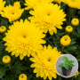 Хризантема касетна Baria Yellow 1 шт