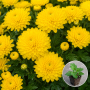 Хризантема касетна Blanchett Yellow 1 шт