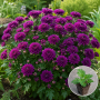 Хризантема касетна Jasoda Purple 1 шт
