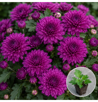 Хризантема касетна Jasoda Purple 1 шт
