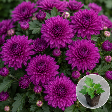 Хризантема кассетная Jasoda Purple 1 шт