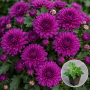 Хризантема касетна Jasoda Purple 1 шт
