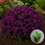 Хризантема касетна Jasoda Purple 1 шт
