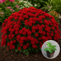 Хризантема касетна Jasoda Red 1 шт