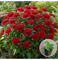 Хризантема касетна Jasoda Red 1 шт