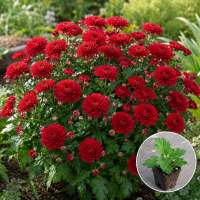 Хризантема касетна Jasoda Red 1 шт