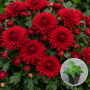 Хризантема касетна Jasoda Red 1 шт