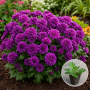 Хризантема касетна Koori Purple 1 шт