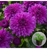Хризантема касетна Koori Purple 1 шт