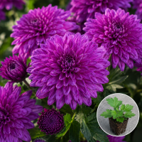 Хризантема касетна Koori Purple 1 шт