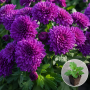 Хризантема касетна Koori Purple 1 шт