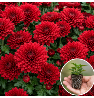 Хризантема касетна Koori Red 1 шт