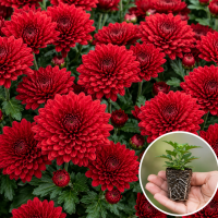 Хризантема касетна Koori Red 1 шт