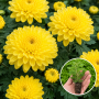 Хризантема касетна Kumo Yellow 1 шт