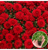Хризантема касетна Pokai Red 1 шт