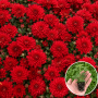 Хризантема касетна Pokai Red 1 шт