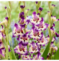 Гладиолус Circus Color