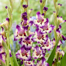 Гладіолус Circus Color