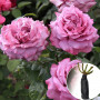 Троянда Claude Brasseur