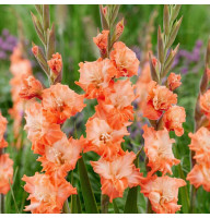 Гладиолус Coral Crush
