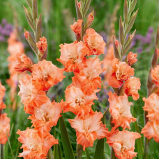 Гладіолус Coral Crush