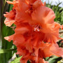 Гладіолус Coral Crush