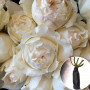 Троянда Cream Piaget