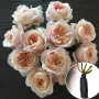 Троянда Cream Piaget