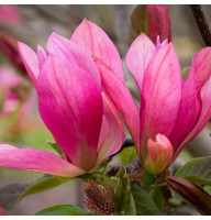 Магнолия привита 3-х летняя Daybreak в горшке