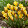 Крокус Early Gold