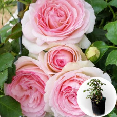Роза в горшке Red Eden Rose (Ред Еден Роуз)