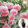 Роза в горшке Red Eden Rose (Ред Еден Роуз)