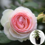 Роза в горшке Red Eden Rose (Ред Еден Роуз)
