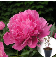 Півонія в горщику Edulis Superba