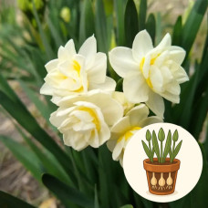 Нарцис Erlichee в горщику 1 шт