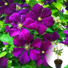 Клематіс в горщику Etoile Violette 2-х річний