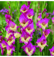 Гладиолус Extravert