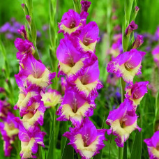 Гладіолус Extravert