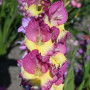 Гладіолус Extravert