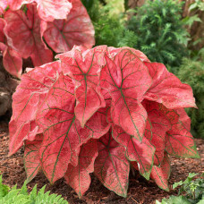 Каладіум Festivia