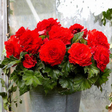Бегонія Fimbriata Scarlet
