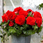 Бегонія Fimbriata Scarlet