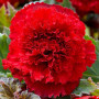 Бегонія Fimbriata Scarlet