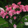 Гортензия Fraise Melba 2 л